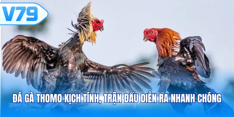 Đá gà Thomo kịch tính, trận đấu diễn ra nhanh chóng
